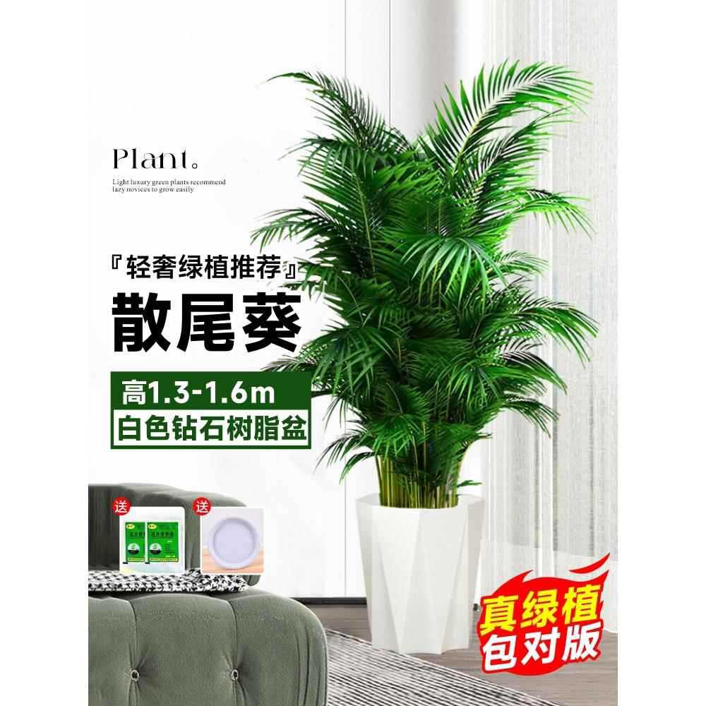 [Door to Door Delivery] 고품질 느슨한 꼬리 해바라기 1.3- 1.7m 그루★다이아몬드 수지 세면대 - 트레이 세면대★사계절 상록수 애완동물