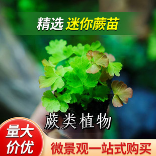 ���ճ��ާ�ֲ���F��ާ���R��ާ�y���B���}�Q���̦�\΢���^