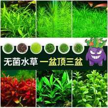 无菌杯鱼缸水草植物造景真草莫斯阴性草缸矮珍珠牛毛水榕懒人套餐