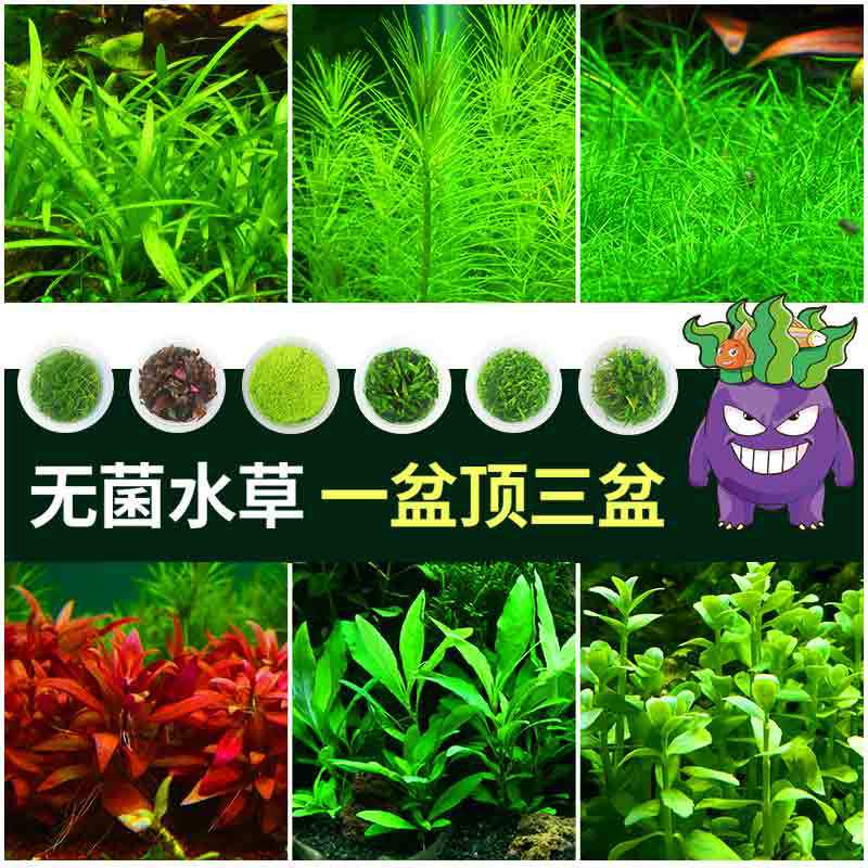 Sterile Cup Fish Tank Aquatic Plants Landscaping Real Grass Moss Shade-Tolerant Plants Dwarf Pearl Grass Cowhair Grass Water Hyacinth Lazy Person's Package Sterile Cup Fish Tank Aquatic Plants Landscaping Real Grass Moss Shade-Tolerant Plants Dwarf Pearl Grass Cowhair Grass Water Hyacinth Lazy Person's Package