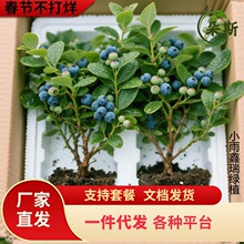 �{ݮ����玧���Ӱl؛ �{ݮ�����̨�����Ϸ������Nֲ�҃���Nֲ