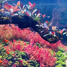 �tɫϵˮ�ݼt��ǰ�к����ˮ���~�~�ײݸ��쾰ֲ����ݺ��m��