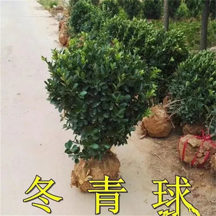 ���������С�~���S�����Θ���ͥԺ�G��ֲ������S���ļ����G����