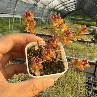 �t��ʯ  ֦�� ���B����С�Ϙ� ���� 5.5cm�腢�� ���� ����ֲ��