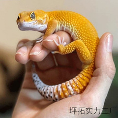 豹纹守宫新手入门级宠物蜥蜴练手学生宿舍宠物温顺可爱网红活宠物