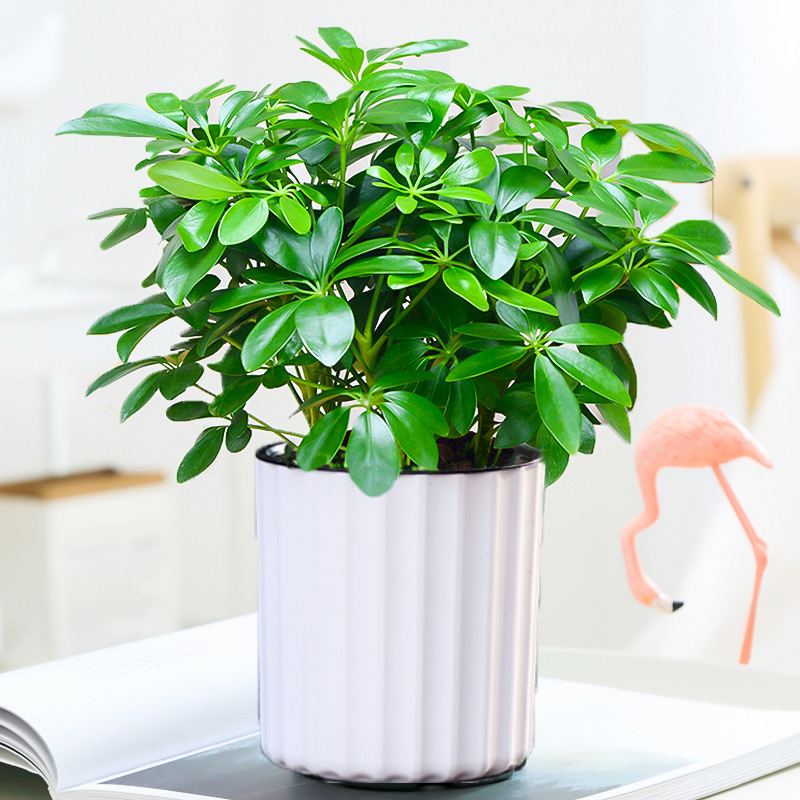 포춘 나무 25-30cm + 수직 곡물 흡수 분지 + 영양 용액 4 개