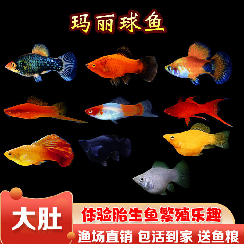 Mary Ballfish Live Fish, Black and White, Yellow Mary Fish, Mickey Moonlight Red Swordfish, Ornamental Live Small Peacock Fish, with Live Delivery Mary Ballfish Live Fish, Black and White, Yellow Mary Fish, Mickey Moonlight Red Swordfish, Ornamental Live Small Peacock Fish, with Live Delivery