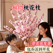 �һ��r֦ˮ�໨�ܾGֲ�r����ϻ���ֱ�l�����҃Ȳ廨��֦ˮ�Bֲ��