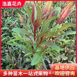 山桃草千鸟花杯苗花境镶边景观造景庭院绿化工程用多年生宿根耐寒