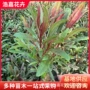 镶边耐寒多年生工程宿根