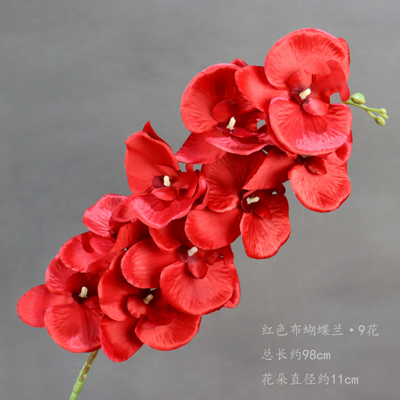 붉은 천 호접란의 가지