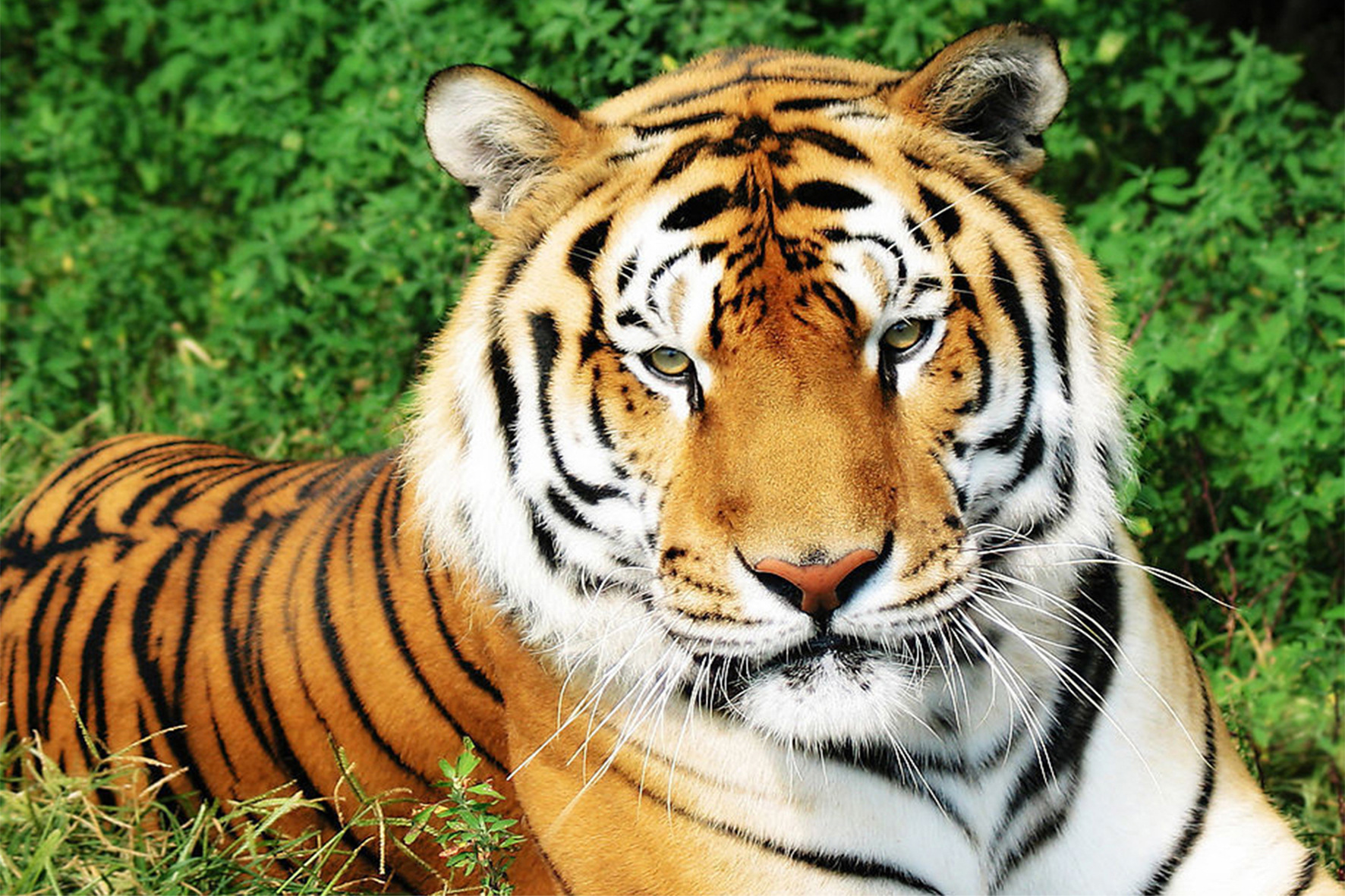 Cross-border 5d Amazon diamante pintura pegatinas hecho a mano DIY animal ladrillo pintura sala de estar pintura decorativa pegatinas al por mayor