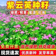 紫云英种子红花草养蜂蜜源箭筈豌豆果园绿肥毛苕子油菜花籽牧草种