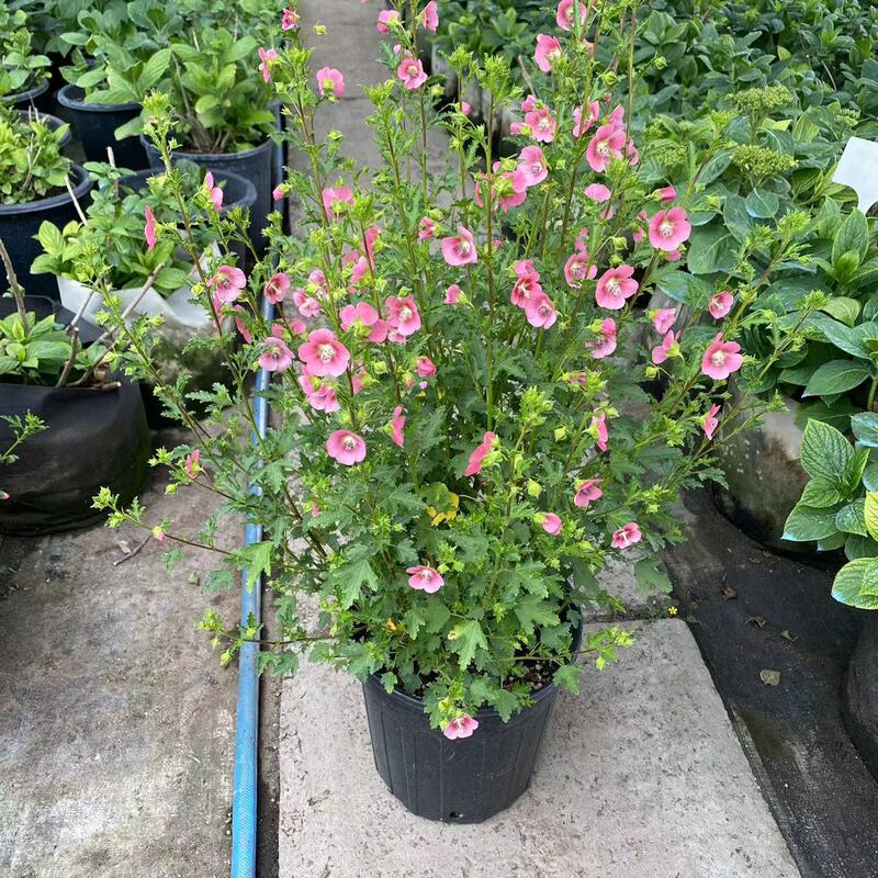 Small Hibiscus Potted Flower Seedlings Perennial Shrub Balcony Flower Viewing Green Plant Potted Flower Seedlings