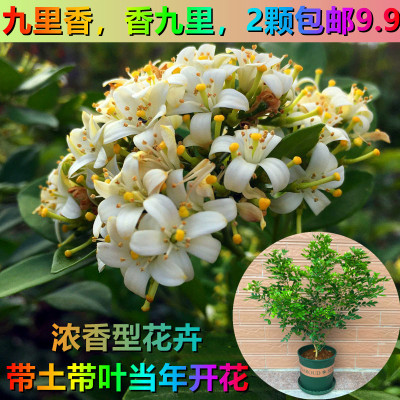 aromatic Murraya Flower seedlings Pungent Bloom Mosquito repellent Potted plant Bud Then Bloom outdoor balcony Botany