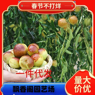 一件代发枣苗枣树苗嫁接果树苗南北方盆栽地栽庭院种植沾化金丝枣