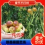 沾化盆栽庭院地栽枣苗