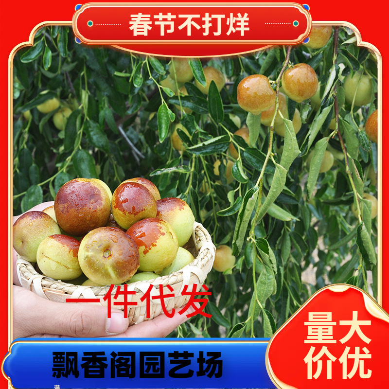 一件代发枣苗枣树苗嫁接果树苗南北方盆栽地栽庭院种植沾化金丝枣