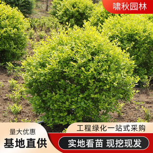 ���~Ůؑ�����С�~Ůؑ��ͥԺ�ͺ��G���L����h�ʠ����̾G��ֲ��