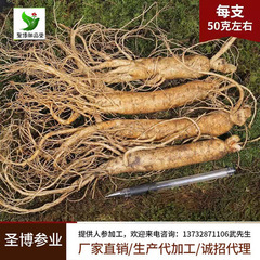 Fresh Ginseng Wholesale Source from Jilin, Changbai Mountain Ginseng, Various Specifications, Low Price, Fresh Ginseng Manufacturer