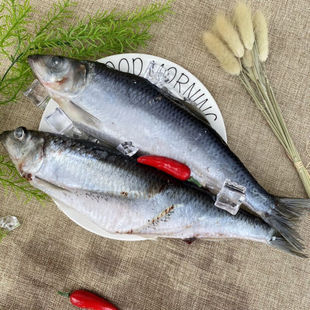 野生青魚圖片 海量高清野生青魚圖片大全 阿里巴巴
