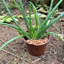 ����Ժ�J�C�����Զ���ֲ�����ݹ��w�aˮʳ���҃��⻨�ܾGֲ