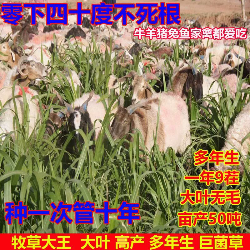 Новые высокоурожайные семена гигантской травы, многолетние четырехсезонные кормовые семена для разведения крупного рогатого скота, овец, свиней и рыбы, семена травы для скота.