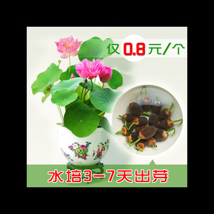 �ɻ����ļ��N��ɏˮ��ֲ��N���҃����Ժɻ�˯ɏ����ɏ�����ԷN��