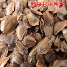 杉木种子水杉种子冷杉柳杉种子落羽杉种子刺杉速生杉树种子池杉籽