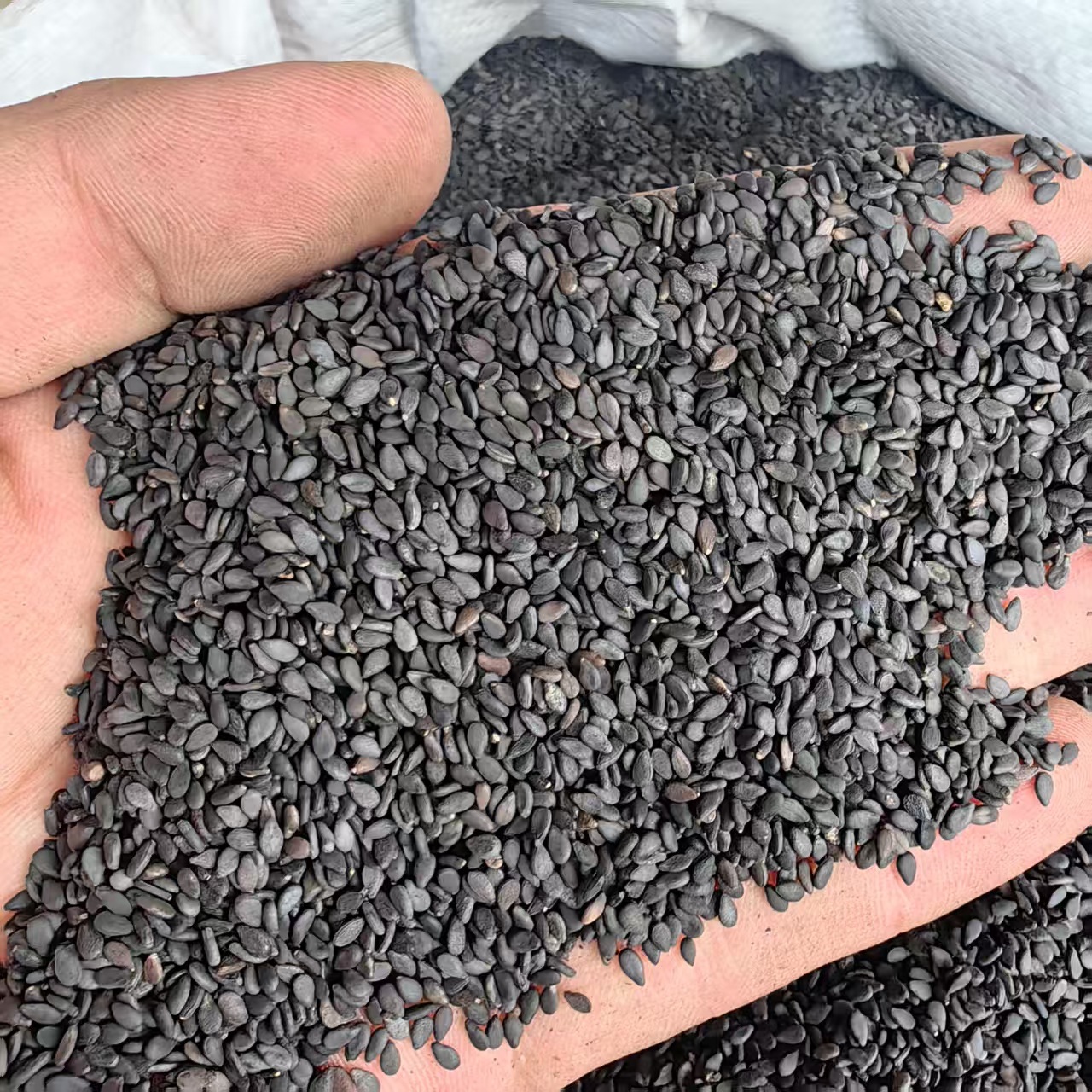Black Sesame Seeds Hei Zhi Ma 500g Ready to Eat Plump Dried Seeds key features