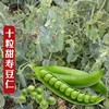 Beidou Seven -Star Grand Silkworm Bean Seed Seeds Seeds High -yield Spring, Summer Autumn and Winter Four Seasons Balcony Vegetable Laibi Seed