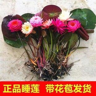 ��ˮ�^�p˯ɏ��������ˮ��ֲ��ˮɏ�����K�ɻ�˯ɏ�������ļ�ͥԺ