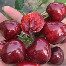 �޽�܇���Ә������Ե��Թ������������ϱ����N���Ҙ�Y�������