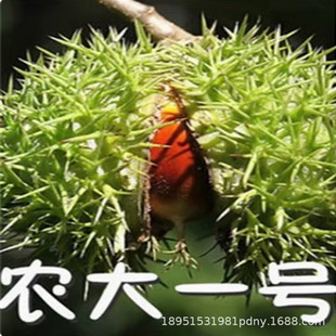 Chestnut Seedlings, Chestnut Saplings Grafted to Dahongpao Chestnut Seedlings, Ground Potted Plants, Courtyard Planting in the North and South, the Results of the Current Year