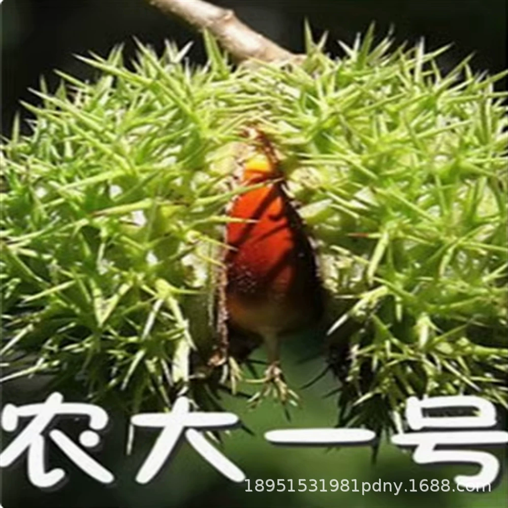 Каштан Рассада Прививка Дахонгпао Каштан Рассада Горшок Сад Юг и Север Посадка Результаты текущего года