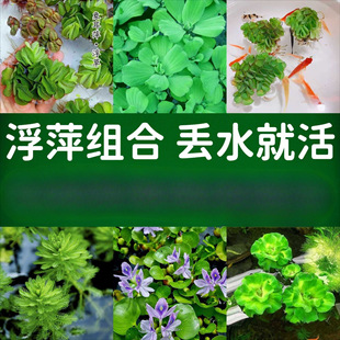 �~�׸�Ƽˮ�ݟo�����wˮ��ˮ��ֲ��N�����׾Gֲ�B�~�B������ˮ�|