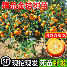 �V����Ƥ��ۘ�����ļ�����ɰ���ٿɳ�ʳ�ù���o�����ӹ�������