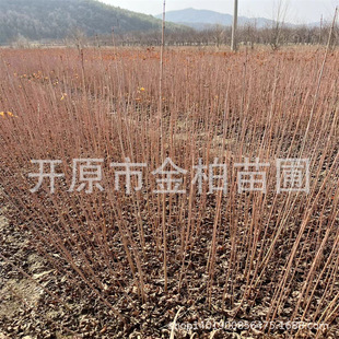 ���Ǘ����NС�������蘶���Ǘ��G�h�������͘����l�ʴ��С��