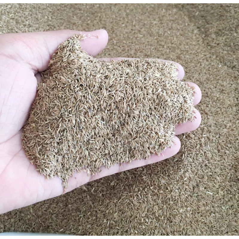 Зимнее пастбище 70 тетрасомия семена райграса свинья Крупный рогатый скот овца кролик курица утка гусь рыба семена Холодостойкие высокоурожайные семена кормовой травы