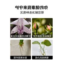 坤宁王水肥料营养液专用富贵竹水通用型浓缩培植物绿萝铜钱吊兰