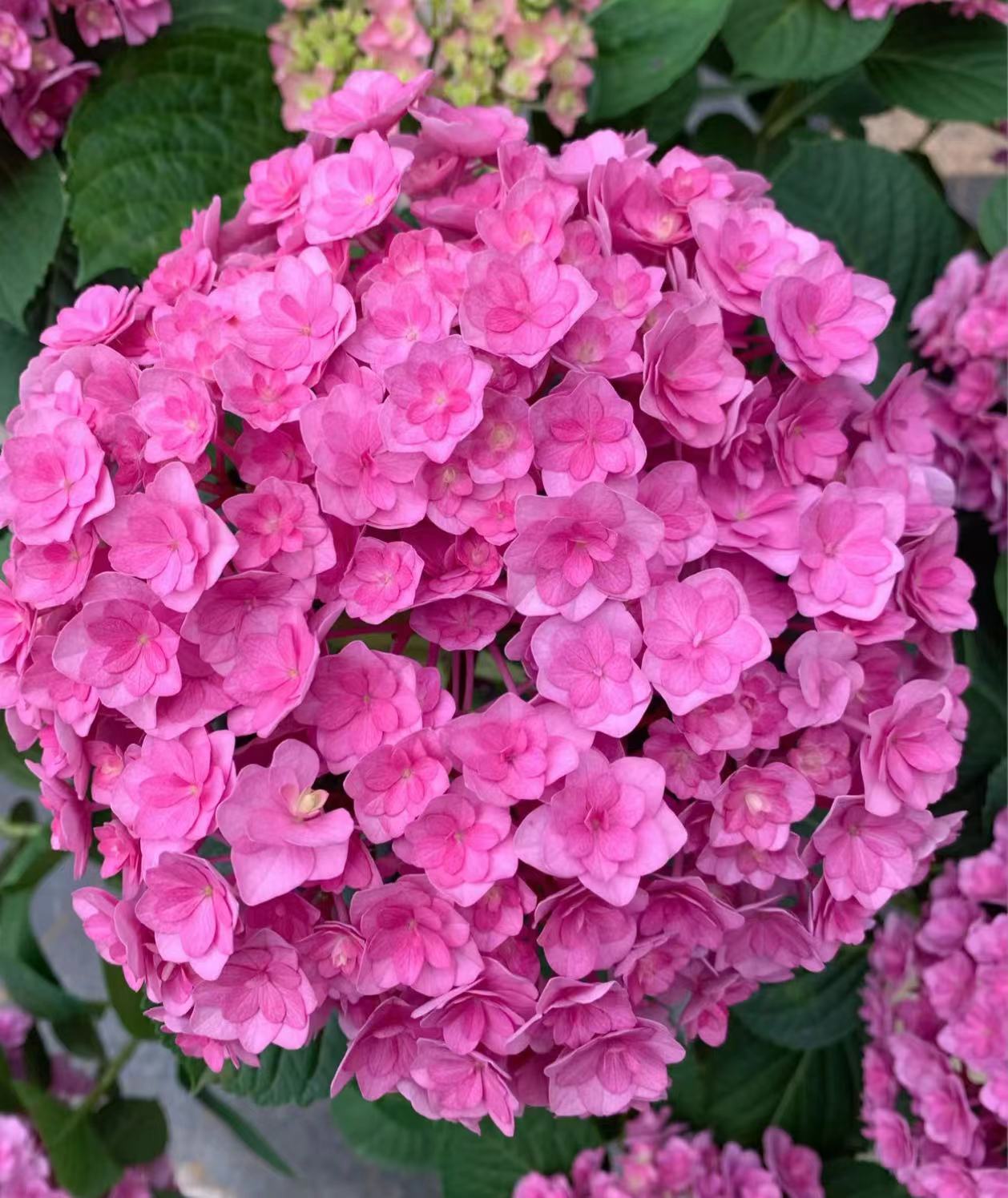 핑크(태양의사) 5갤런 - 높이 1m 좌우 - 나무 프레임 198.9엔 세면대 포함