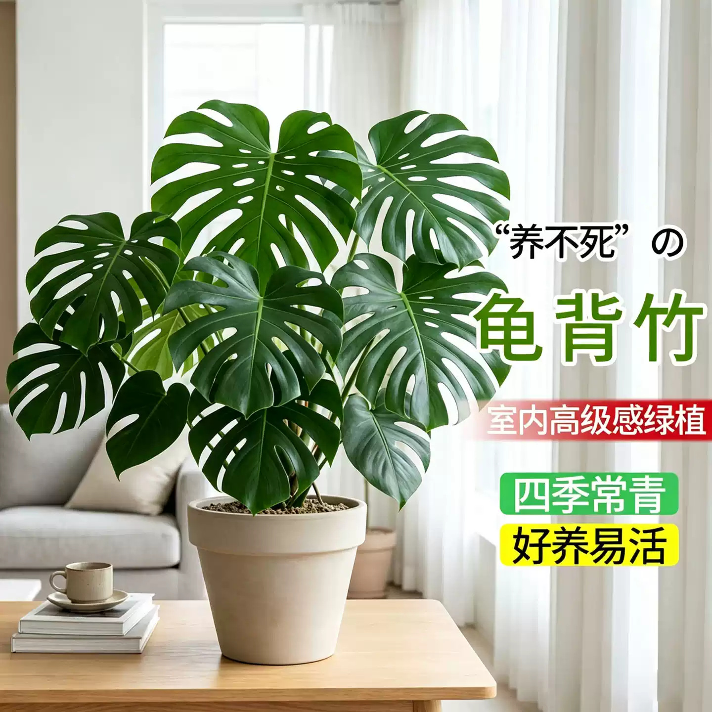 Monstera Potted Plant, Large Mature Tree, Indoor Shade-Tolerant Easy-Care Plant, Large Office Foliage Plant, Air Purifying Green Plant