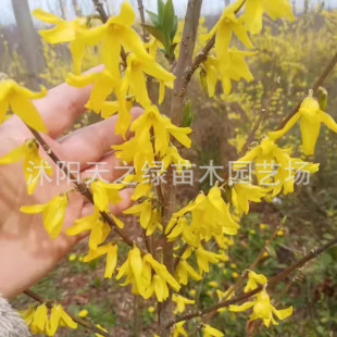 �B�N����G�����ʾ����ܹ�������R�ֻ��S�ϻ������o��ɽ�¹�����