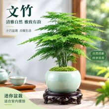 文竹盆栽植物客厅办公室内小叶赤楠盆景桌面绿植好养云竹四季常青