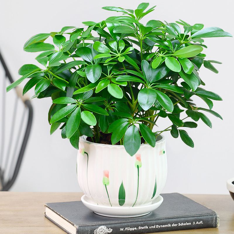 행운나무 4그루 25-30cm + 연잎 세라믹 화분 + 영양액