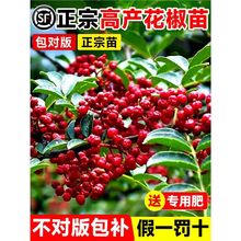 花椒苗树四川大红袍特麻椒九叶青花椒苗地栽盆栽果树果苗当年结果