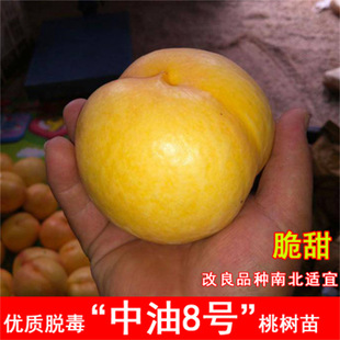 ��������������֬�t�Ҙ�����S��Ѫ�Ҙ����ϱ����Nֲ����Y��