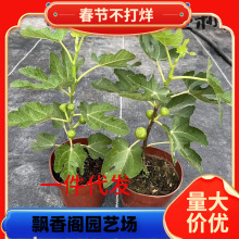 �o���������ń��ΰ����ļ�������Ʒ�N�ش���Ϸ������r�������