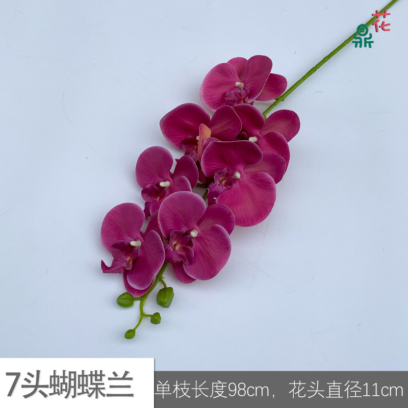 7 phalaenopsis GFG #14 순수 로즈 레드