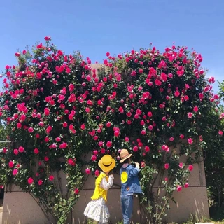 月季爬藤植物蔷薇花苗庭院浓香爬墙玫瑰盆栽藤本特大花卉四季开花